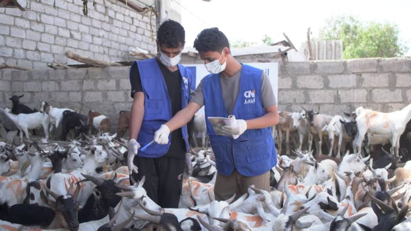 الهيئة العالمية للإغاثة والتنمية تختتم مشروع توزيع الأضاحي في أربع محافظات باستفادة أكثر من 17ألف أسرة 